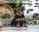 Small #1 Shorkie Tzu