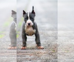 Puppy Puppy 3 American Bully