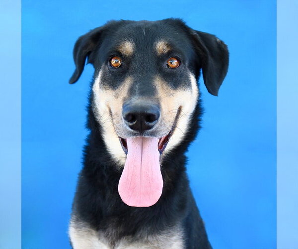 Medium Photo #1 German Shepherd Dog-Unknown Mix Puppy For Sale in Pasadena, CA, USA