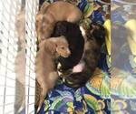 Small Photo #11 Dachshund Puppy For Sale in LAKEBAY, WA, USA