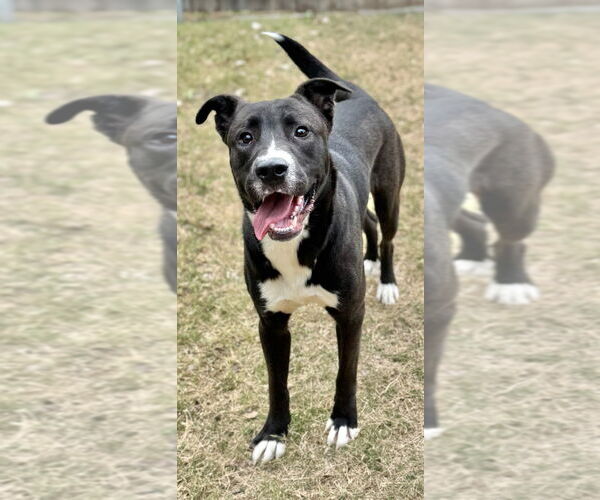 Medium Photo #8 Mountain Cur-Unknown Mix Puppy For Sale in Great Bend, KS, USA