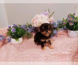 Chihuahua Puppy for sale in JC, TN, USA