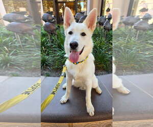 Riggs - Male Unknown-white german shepherd Mix Dog for Adoption - Photo #5