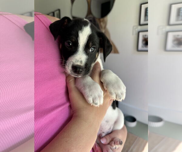 Medium Photo #7 Jack Russell Terrier-Unknown Mix Puppy For Sale in The Woodlands, TX, USA