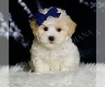 Puppy 4 Maltipoo (Miniature)