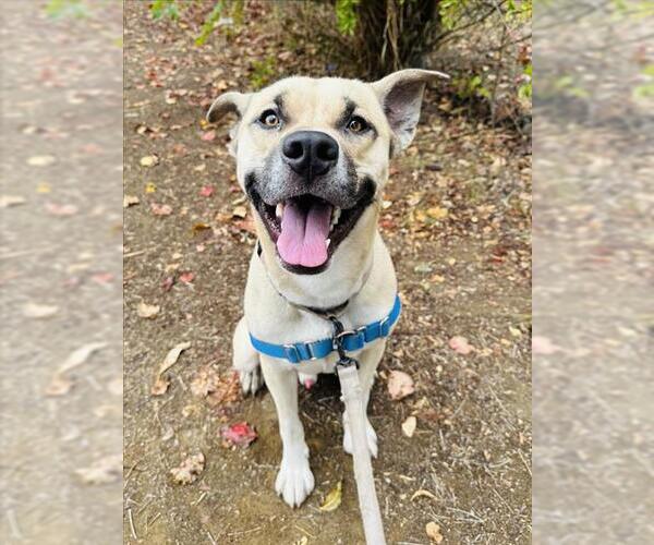 Medium Photo #1 Black Mouth Cur Puppy For Sale in Santa Barbara, CA, USA
