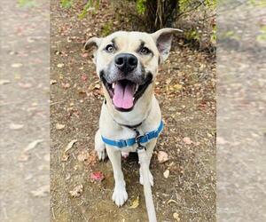Black Mouth Cur Dogs for adoption in Santa Barbara, CA, USA