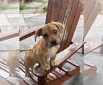 Small #1 Bulldog Mix