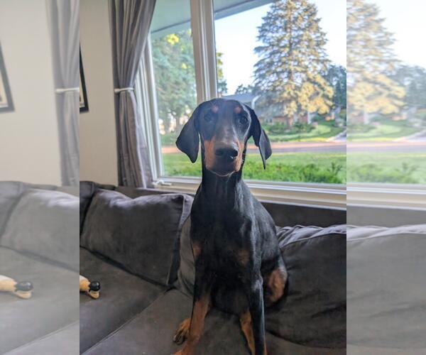 Medium Photo #2 Doberman Pinscher Puppy For Sale in Minneaoplis, MN, USA