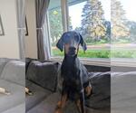 Small #1 Doberman Pinscher