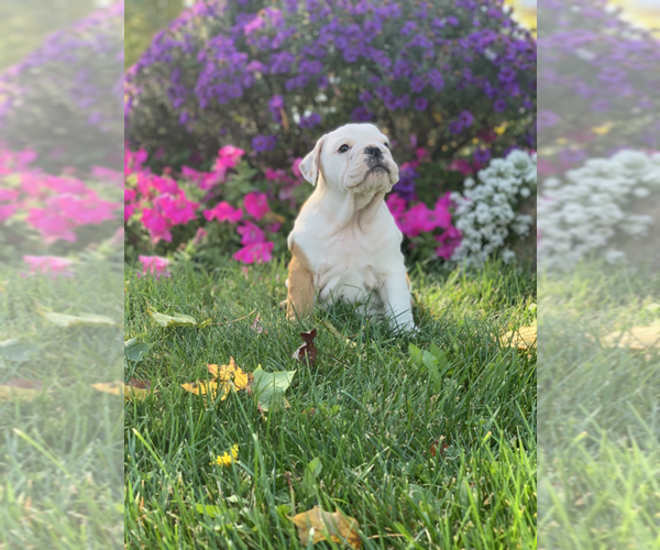 Medium Photo #7 English Bulldog Puppy For Sale in NAPPANEE, IN, USA
