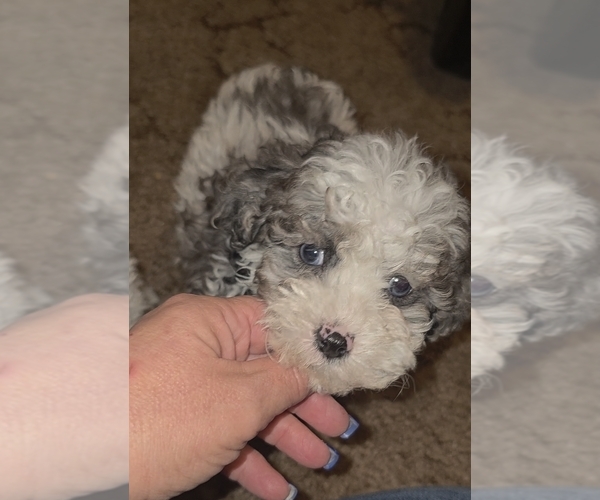 Medium Photo #15 Poodle (Toy) Puppy For Sale in DYERSBURG, TN, USA