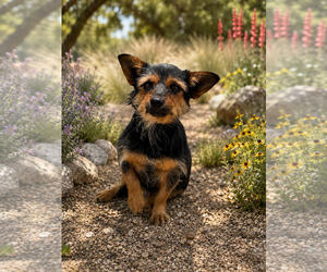 Mutt Dogs for adoption in PIPE CREEK, TX, USA