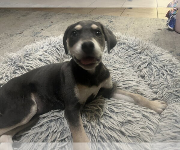 Medium Photo #1 Labrador Retriever-Unknown Mix Puppy For Sale in The Woodlands, TX, USA