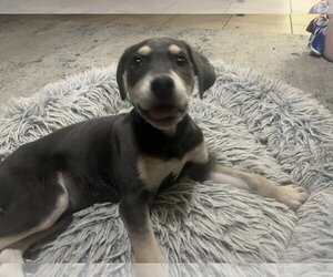 Labrador Retriever-Unknown Mix Dogs for adoption in The Woodlands, TX, USA