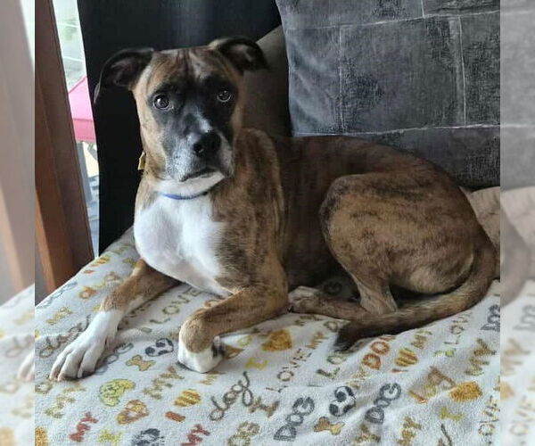 Medium Photo #4 Boxer Puppy For Sale in Burnsville, MN, USA