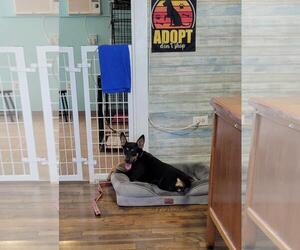 Mutt Dogs for adoption in Granbury, TX, USA