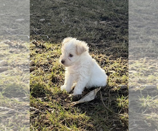 Medium Photo #1 Schnauzer (Miniature) Puppy For Sale in OWATONNA, MN, USA