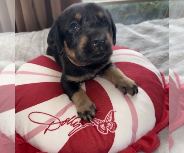 Medium Photo #1 Labrador Retriever Puppy For Sale in ELIZABETH, WV, USA