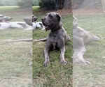 Small #4 Great Dane