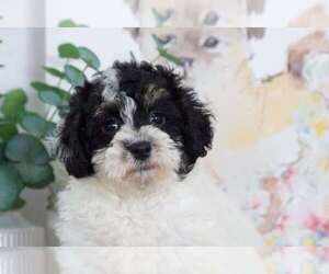 Poochon Puppy for sale in BEL AIR, MD, USA