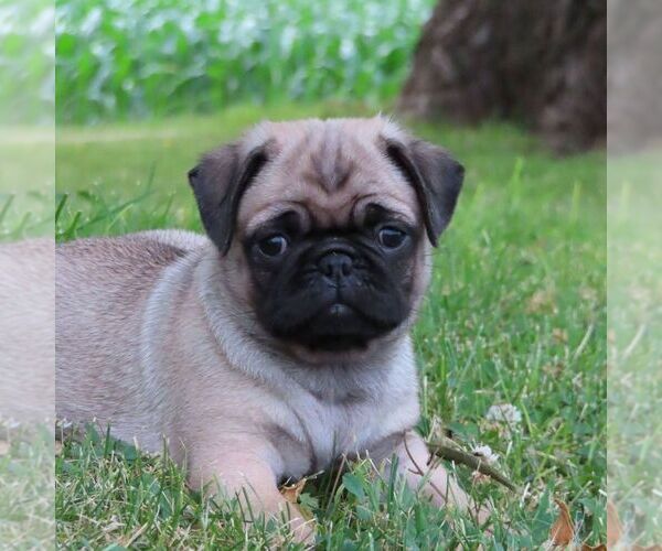 Medium Photo #1 Pug Puppy For Sale in CHAMBERSBURG, PA, USA