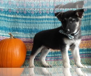 German Shepherd Dog Puppy for sale in LANCASTER, PA, USA