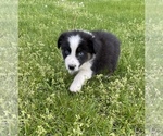 Small #10 Australian Shepherd