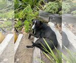 Small #7 Labrador Retriever Mix