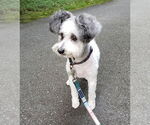 Small #2 Mutt