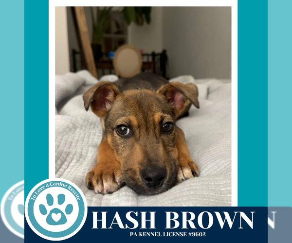 Medium Photo #3 Labrador Retriever-Unknown Mix Puppy For Sale in Kimberton, PA, USA