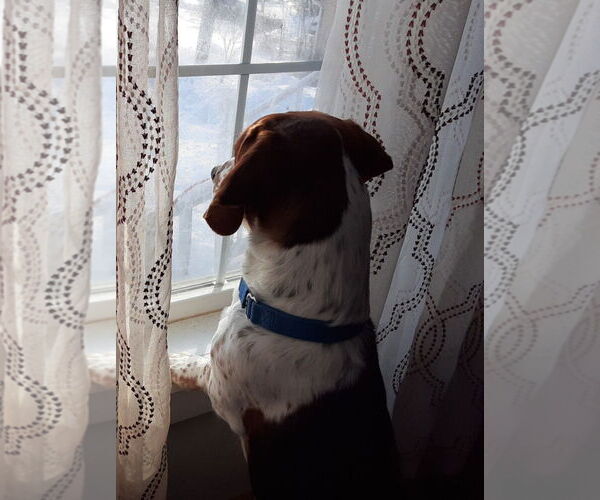 Medium Photo #6 Bagle Hound Puppy For Sale in Deepwater, NJ, USA