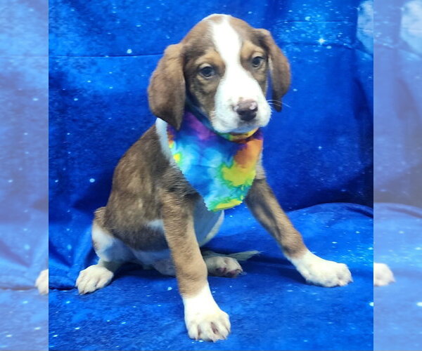 Medium Photo #1 Labrador Retriever-Unknown Mix Puppy For Sale in Wetumpka, AL, USA