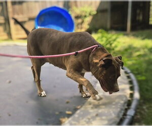 Hannah - Female American Staffordshire Terrier-Unknown Mix Dog for Adoption - Photo #5