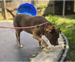 Small Photo #5 American Staffordshire Terrier-Unknown Mix Puppy For Sale in Jackson, MS, USA