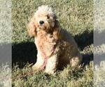 Small Photo #1 Goldendoodle (Miniature) Puppy For Sale in LIBERTY, NC, USA