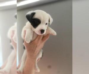 Medium Australian Shepherd-Jack Russell Terrier Mix