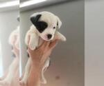 Puppy Twix Australian Shepherd-Jack Russell Terrier Mix