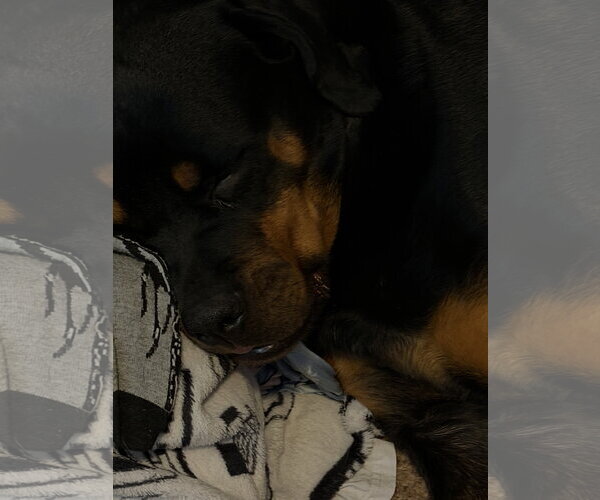 Medium Photo #4 Rottweiler-Unknown Mix Puppy For Sale in Aurora, CO, USA