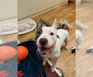 American Pit Bull Terrier Dogs for adoption in Caribou, ME, USA