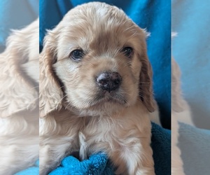 Cocker Spaniel Puppy for sale in ROSELAND, VA, USA