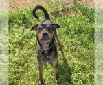 Small #5 Catahoula Leopard Dog-Rottweiler Mix