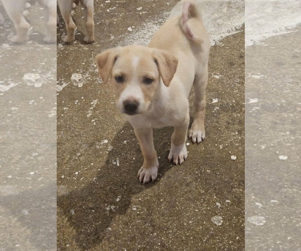 Medium Photo #1 Chihuahua-Labrador Retriever Mix Puppy For Sale in Virginia Beach, VA, USA