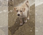 Small Chihuahua-Labrador Retriever Mix