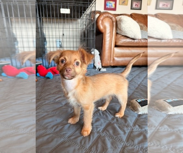 Medium Photo #3 Mutt Puppy For Sale in Sandy, UT, USA