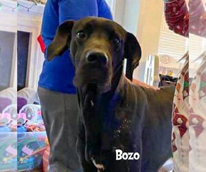 Bozo  (foster needed) - Male Great Dane Dog for Adoption - Photo #2