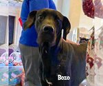 Small #1 Great Dane