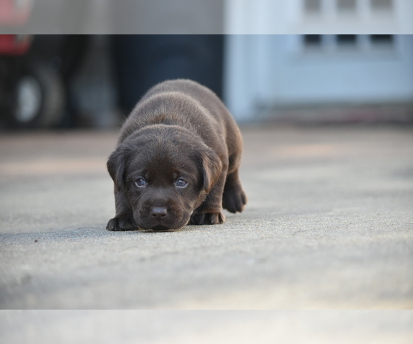 Medium Photo #6 Labrador Retriever Puppy For Sale in COVINGTON, TN, USA