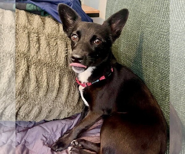 Medium Photo #3 Chihuahua-Unknown Mix Puppy For Sale in Spring Lake, NC, USA