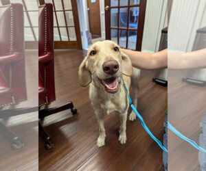 Labrador Retriever Dogs for adoption in Holly Springs, NC, USA